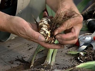 how to store gladioli bulbs in winter