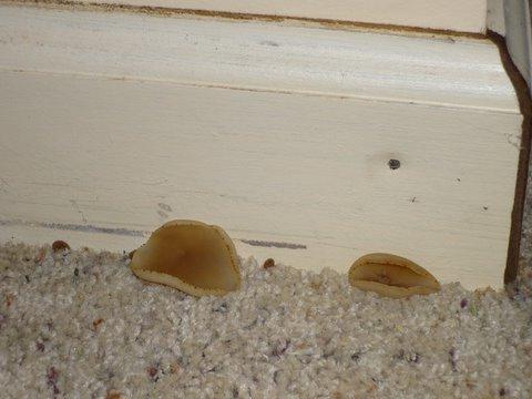house fungus how to remove