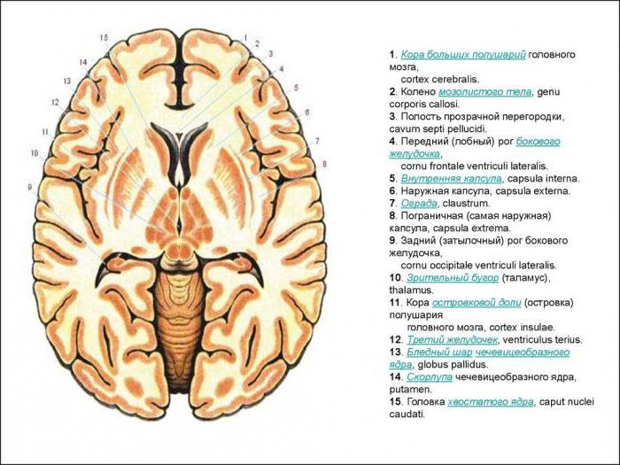 the internal capsule of the brain