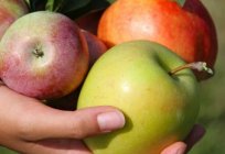 Молодильные variedades de maçãs professor Л. И. Вигорова