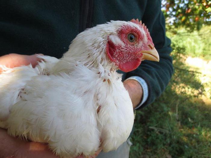 el que entra en la composición de los alimentos para pollos de engorde