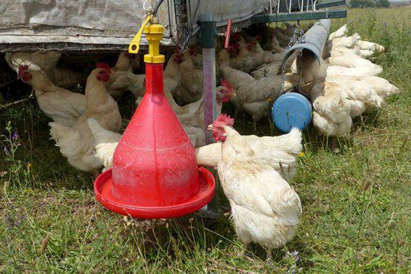 das Futter für die Hühner Broiler Zusammensetzung