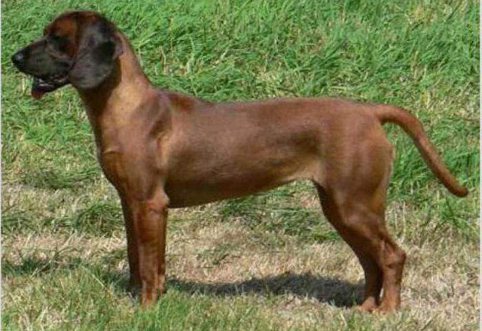 Bavarian mountain hound