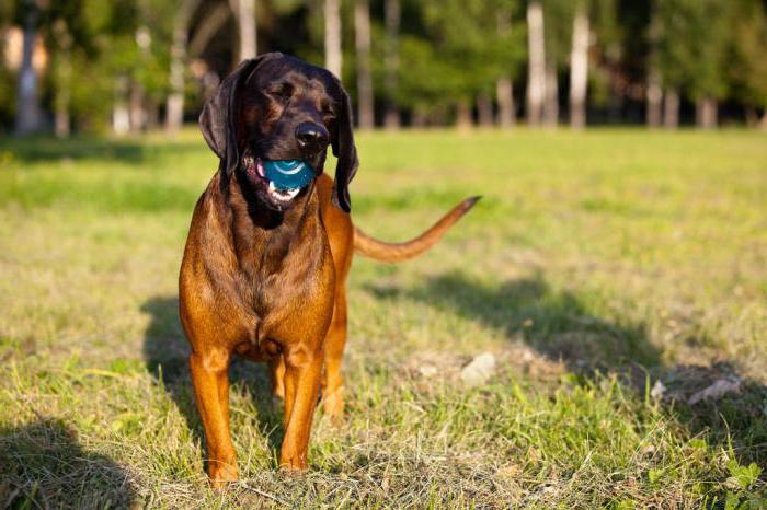 Bavarian mountain hound breed profile