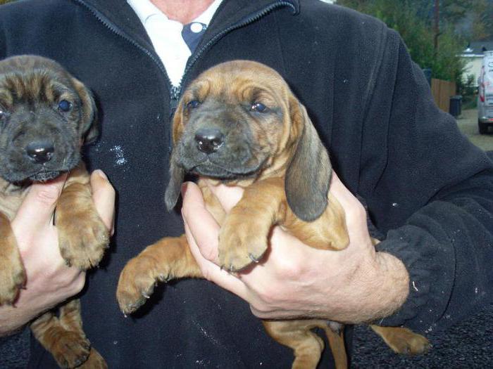  cattery of Bavarian mountain hounds in Kostroma