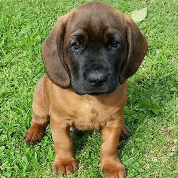 Bavarian mountain hound