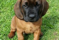 Bavarian mountain hound: description of the breed, character, and interesting facts