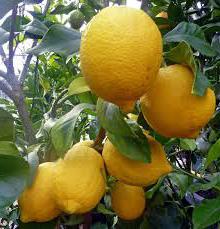how much vitamin C in lemon