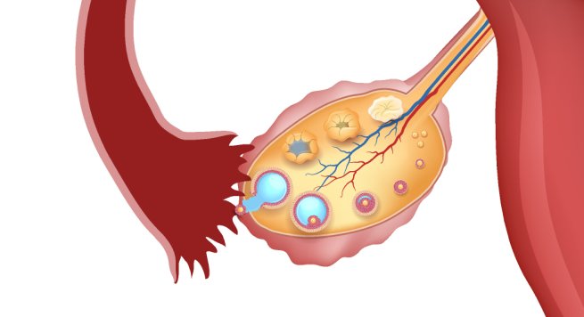 la Salida del óvulo del ovario