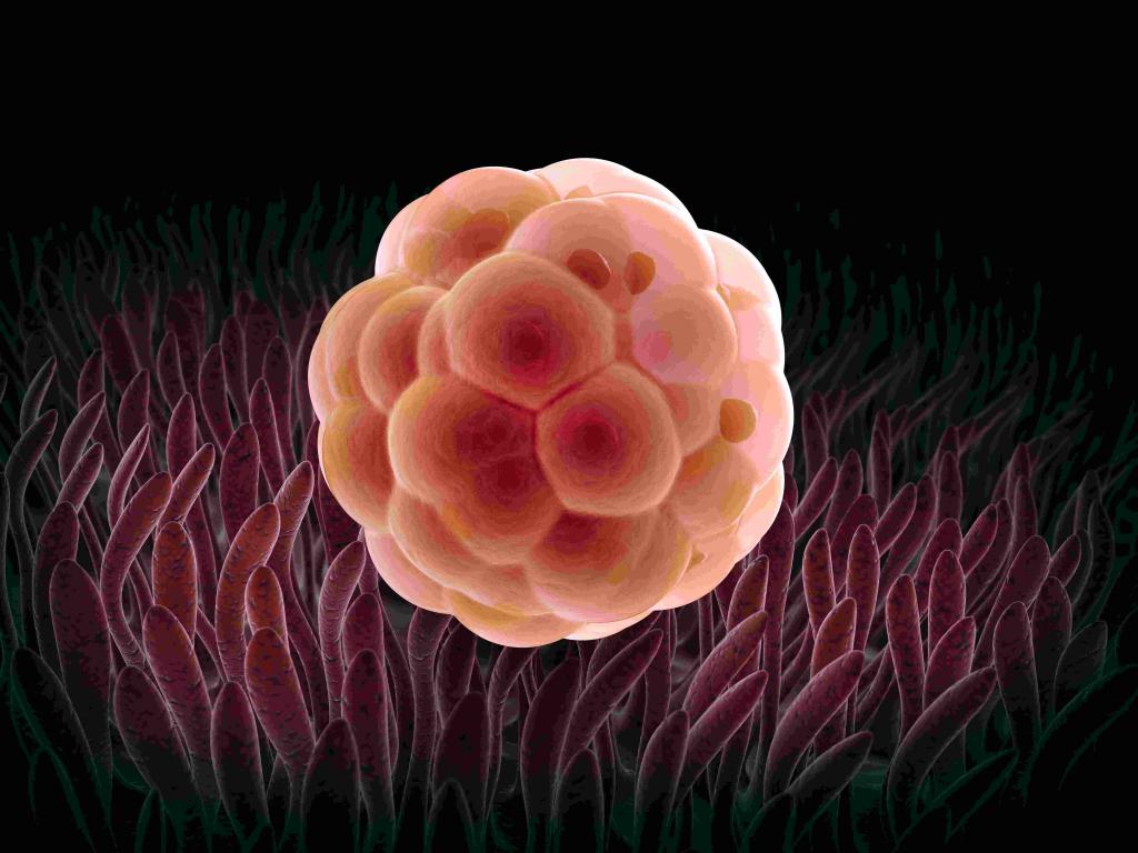die Implantation der befruchteten Eizelle in der Gebärmutter
