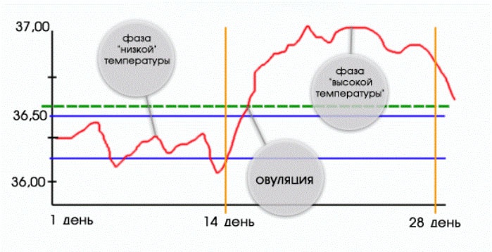 Графік базальной тэмпературы