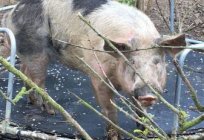 Пьетрен - Schweine Rasse: Eigenschaft, Beschreibung, Foto