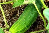 All about how to take care of in the greenhouse for cucumbers