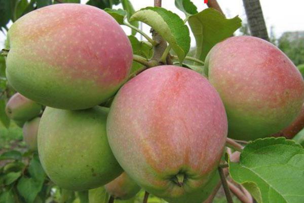 Apple varieties Northern sinap