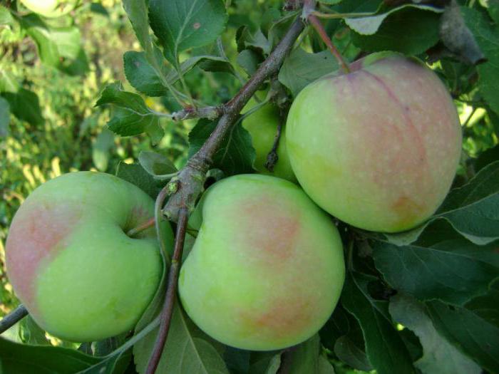 Apple and the sinap to buy saplings