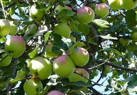characteristics of Apple varieties Northern sinap