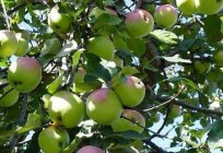 Kuzey синап (elma ağacı): tanım, çeşitleri, özellikleri, ekimi ve yorumlar