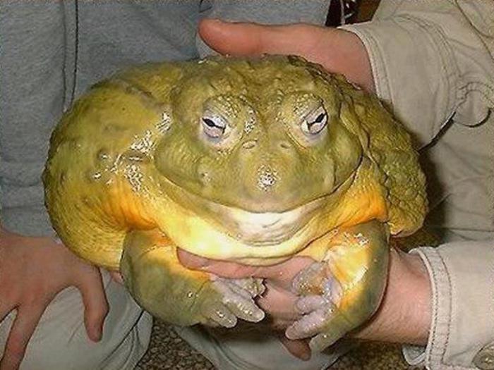 велика жаба
