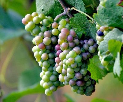 las uvas de lidia