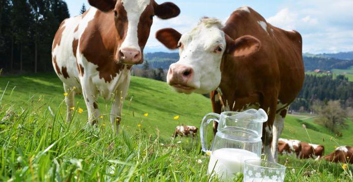чому у корови гірчить молоко