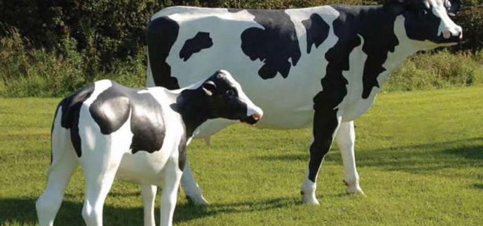 warum verdirbt den Geschmack der Milch bei der Kuh im Herbst