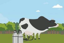 Чому гірчить молоко: причини