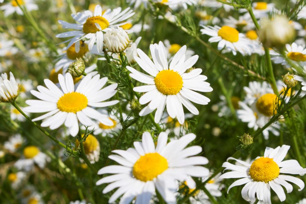 chamomile during pregnancy