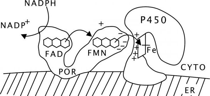 mikrosomalnogo oksidasyon süreci