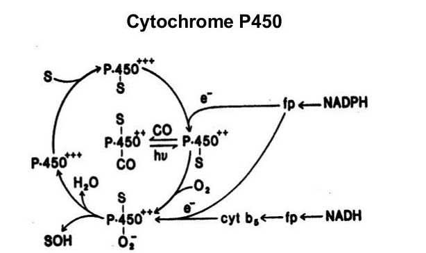 la enzima микросомального de oxidación