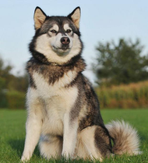 a mixture of dog and wolf breed