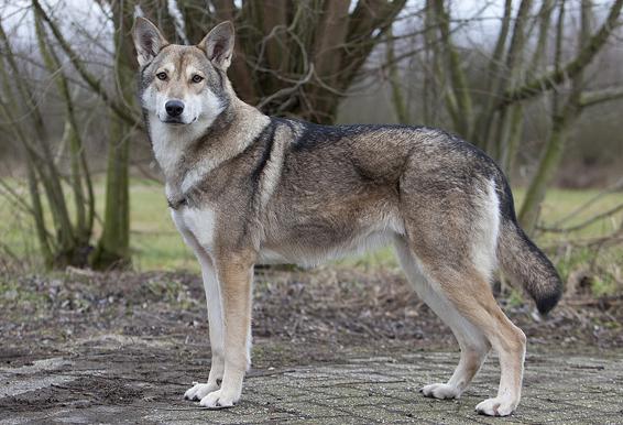 crossbreed of a wolf and dog