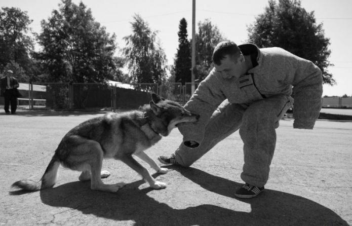 Hund скрещенная mit dem Wolf