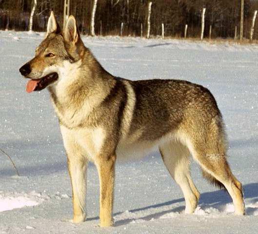 hybrid of a wolf and dog
