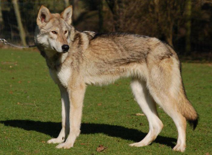 what distinguishes a wolf from a dog