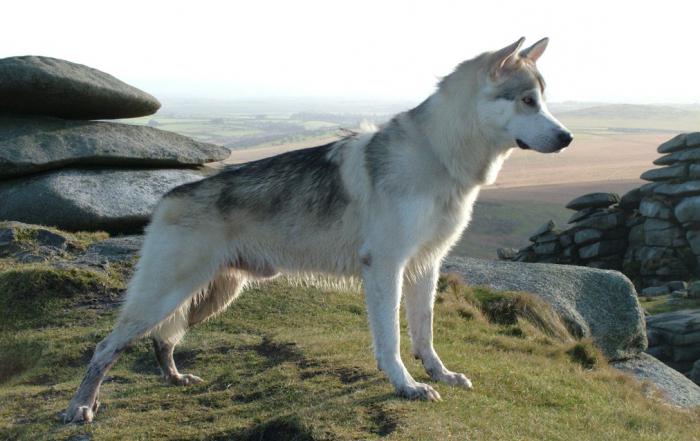 Wolf-Hund-Foto