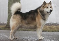 The dog-wolf - like breed called?