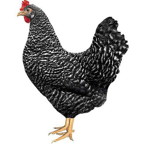 speckled laying hens breed dominant