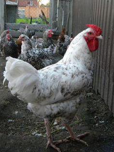 рябые Hühner
