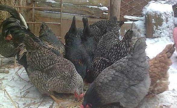 the breed of chicken Ryaba