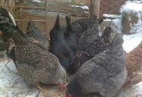Рябые galinhas: descrição da raça e foto
