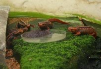 Los tritones en el acuario: el contenido y la atención