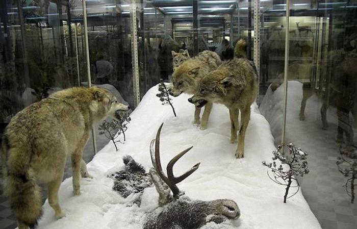 المتحف الحيواني في موسكو