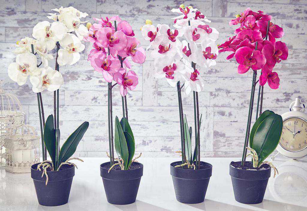 Orquídea adequado Pesos de signo