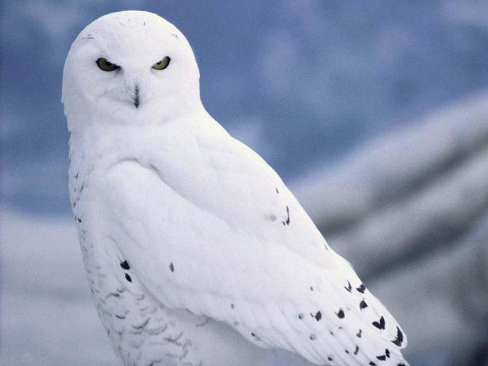 white owl bird
