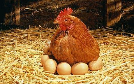 how a chicken hatches eggs