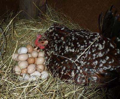 la cantidad de días incuban sus huevos de las gallinas