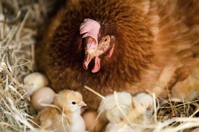¿cuánto tiempo pollo высиживает huevos