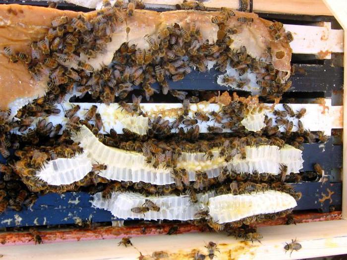 el abono de las abejas con jarabe de azúcar en el invierno de 3 a 2