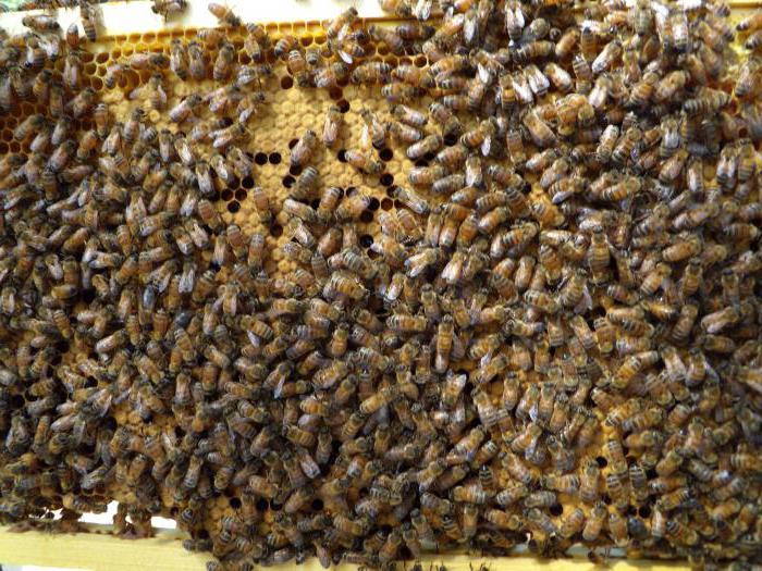 كيفية تغذية النحل شراب السكر في فصل الشتاء ، التعليمات