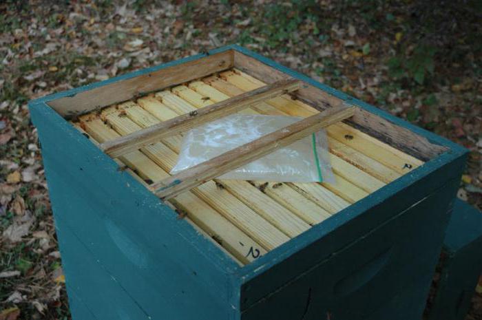 खिला मधुमक्खियों चाशनी सर्दियों के भोजन के लिए नियम